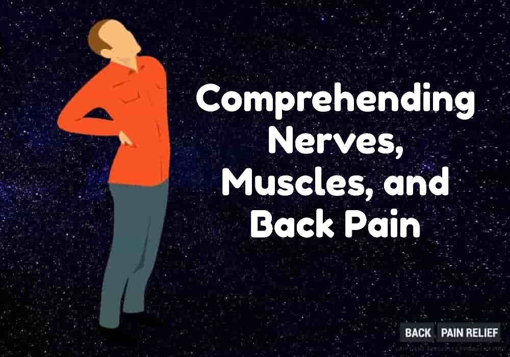 comprehending-nerves-muscles-back-pain